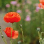 Red poppies in a garden path