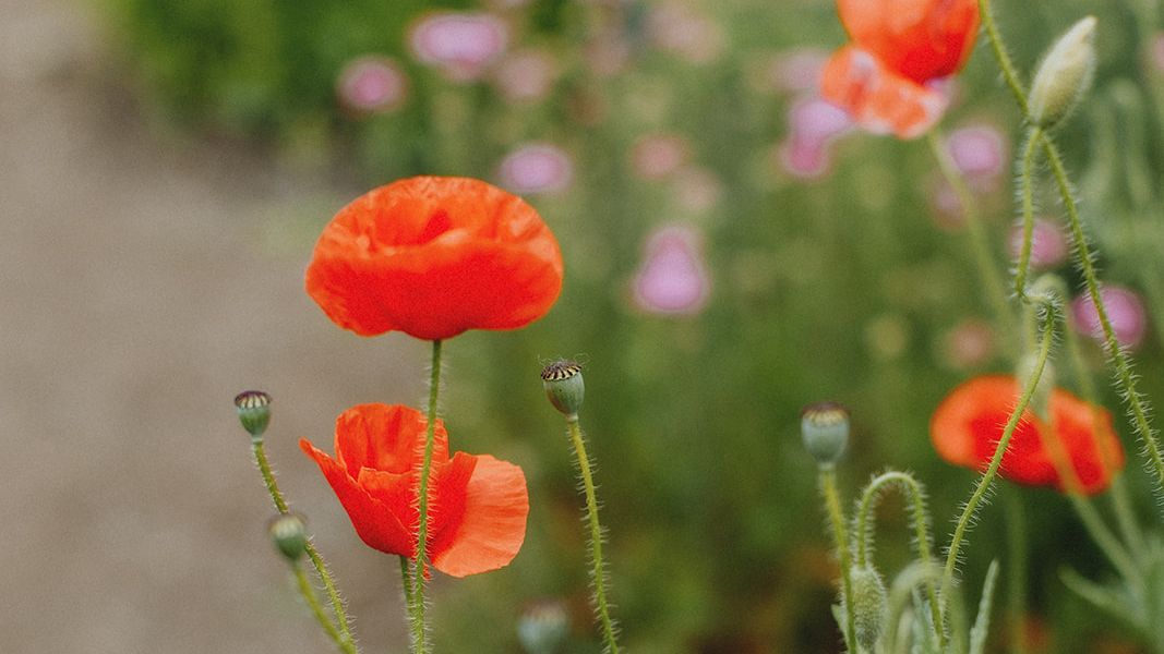 Red poppies in a garden path