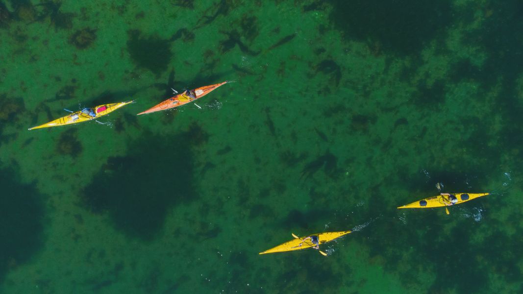birds eye view of kayakers