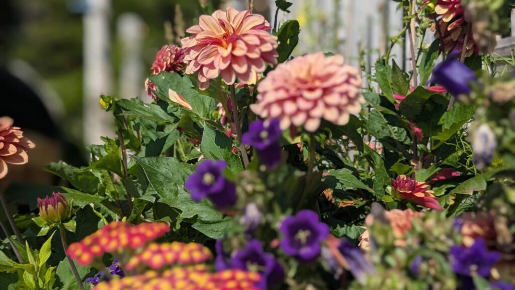 Colourful flowers in a garden