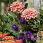 Colourful flowers in a garden