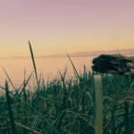 beach, grass, driftwood, sunset