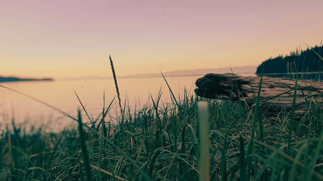 beach, grass, driftwood, sunset